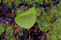 North Shore Curled Leaf Fine Art Print
