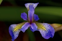 North Shore Purple And Yellow Flower Closeup Fine Art Print
