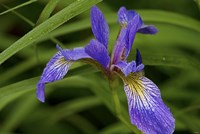 North Shore Purple And Yellow Flower Fine Art Print