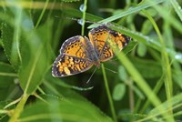 North Shore Orange Butterfly Fine Art Print