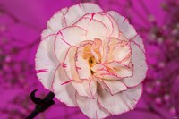 Pink And White Carnation On Magenta I Fine Art Print