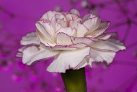 Pink And White Carnation On Purple I Fine Art Print