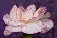 Pink And White Carnation On Purple Closeup Fine Art Print