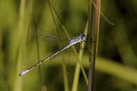 Dragonfly And Blades Of Grass Fine Art Print