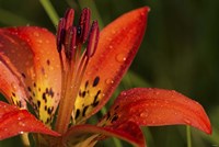Red And Yellow Lily With Black Specks Fine Art Print