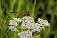 Orang Dragonfly On White Wild Flowers Fine Art Print