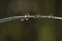 Morning Dew On Blade Of Grass Fine Art Print