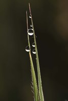 Morning Dew On Blades Of Grass Fine Art Print
