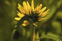 Yellow Wildflower Fine Art Print