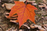 Fallen Red Leaf Fine Art Print
