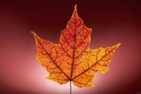 Red Fall Leaf On Red Background Fine Art Print