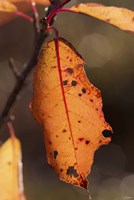 Orange Fall Leaf Hanging Fine Art Print