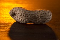 Peanut On Bar Fine Art Print