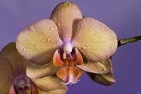 Pink Spotted Flower Fine Art Print