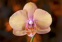 Pink Spotted Flower On Red Fine Art Print