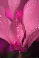 Dew On Magenta Cyclamen Flower Fine Art Print