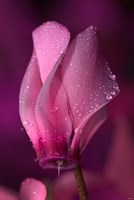 Pink Cyclamen Flower On Stem Fine Art Print