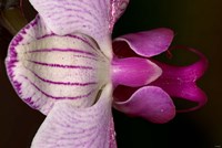 Purple And White Spotted Flower Closeup I Fine Art Print