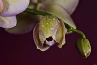 Pink And Yellow Spotted Flower Buds Fine Art Print