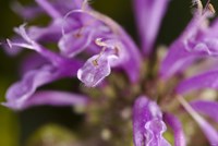Purple Flower Petals Closeup Fine Art Print