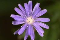 Purple Flower Petals And Dew Closeup I Framed Print