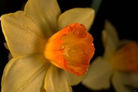 Orange And Yellow Flower Side View Fine Art Print