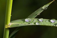 Leaf And Stem With Dew Fine Art Print