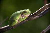 Green Frog On Tree Branch Fine Art Print