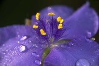 Purple And Yellow Flower After Rain II Fine Art Print