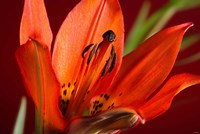Red Lily With Black Specks Fine Art Print