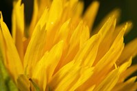 Blue Dragonfly On Green Stem Fine Art Print