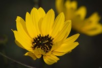 Yellow And Black Flower Bloom Fine Art Print