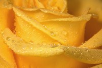 Yellow Rose And Dew Closeup Fine Art Print