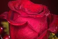 Red Rose And Dew Closeup Fine Art Print