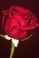 Red Rose And Raindrops Fine Art Print