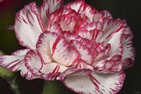 Pink And White Carnation Fine Art Print