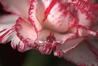 Red And White Carnation And Raindrop Fine Art Print