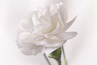 White Flower On Stem Fine Art Print