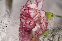 Pink And White Carnation Reflected Fine Art Print