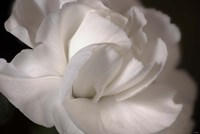 White Flower Closeup Fine Art Print