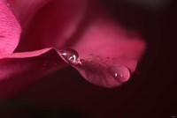 Red Rose Petal And Two Raindrops Fine Art Print