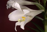 White Lily On Red Fine Art Print