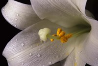 White Lily Closeup Fine Art Print