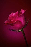 Red Rose On Red Glow Fine Art Print