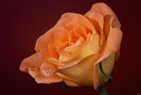 Orang Rose On Red Glow Closeup Framed Print