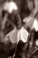 White Flower Bloom Black And White II Fine Art Print