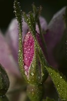 Pink Flower Bud And Dew Fine Art Print