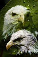American Bald Eagle III Fine Art Print