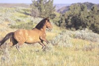 Wild Horses 1 Fine Art Print