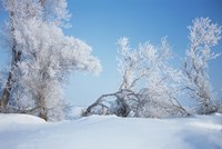 Snow Terrain Trees Fine Art Print